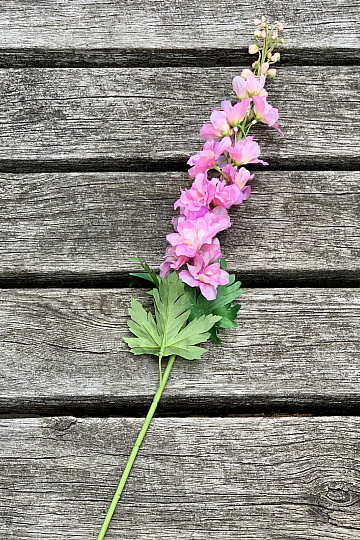 Delphinium ružičasti 79 cm