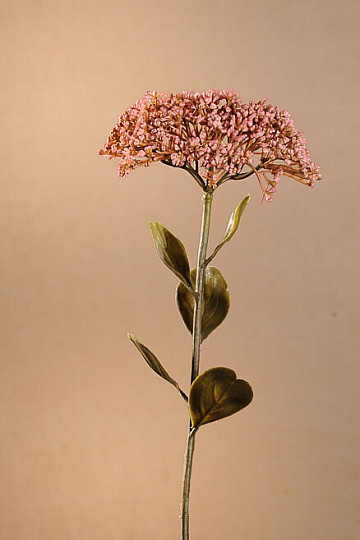 SUHI CVATNI SEDUM 46 cm star ružičast