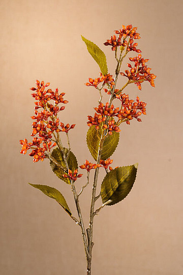 SUHA VIBURNUM TINUS 58 cm narančasta