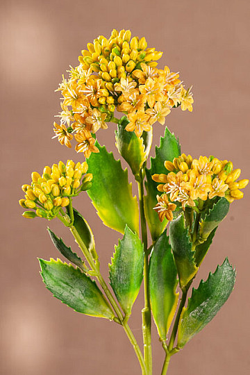 KALANCHOE ŽUTA