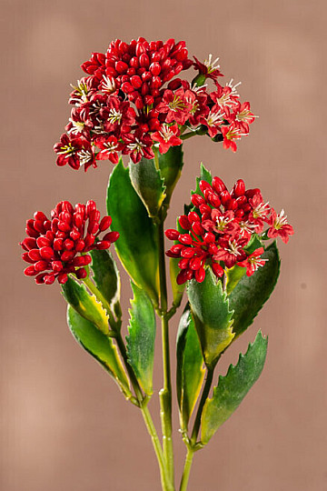 KALANCHOE CRVENA