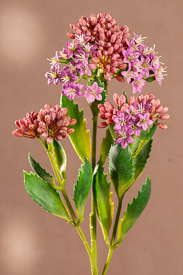 KALANCHOE LJUBIČASTA