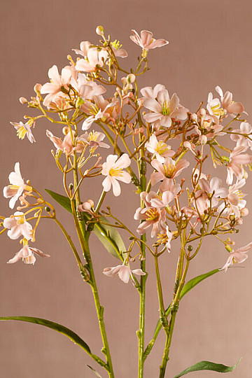 DAPHNE SPRAY PINK