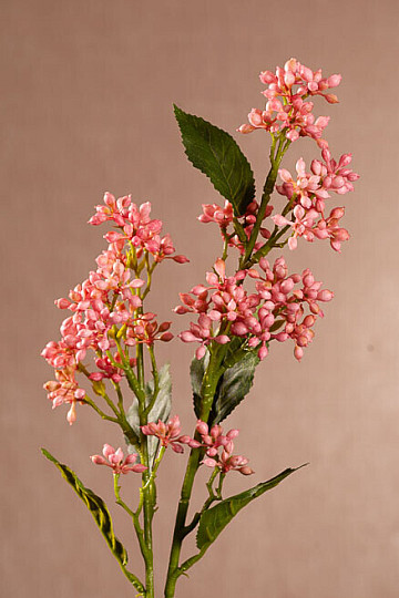 VIBURNUM TINUS PINK
