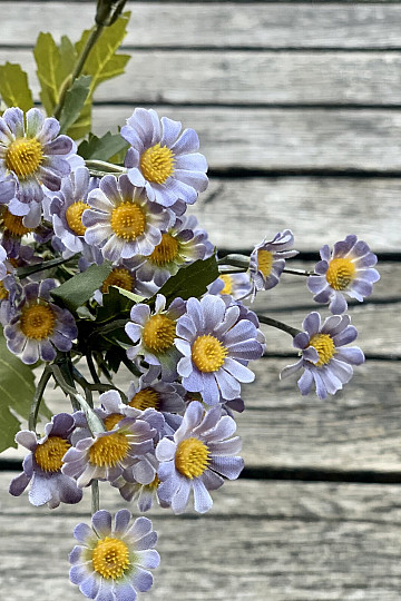 MINI DAISY PLAVA