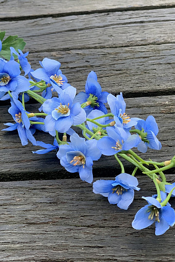 DELPHINIUM PLAVI