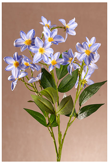 Plavi klematis