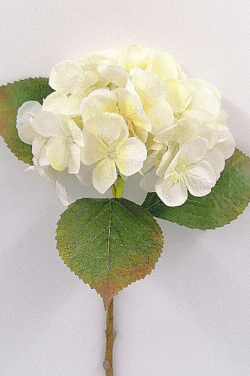 Hortenzija bijela 48 cm