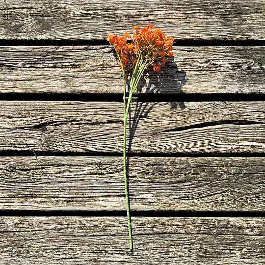 GIPSANI SPREJ NARANČASTE BOJE