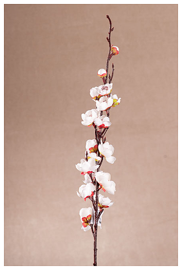 PROLJEĆE BIJELE TREŠNJE