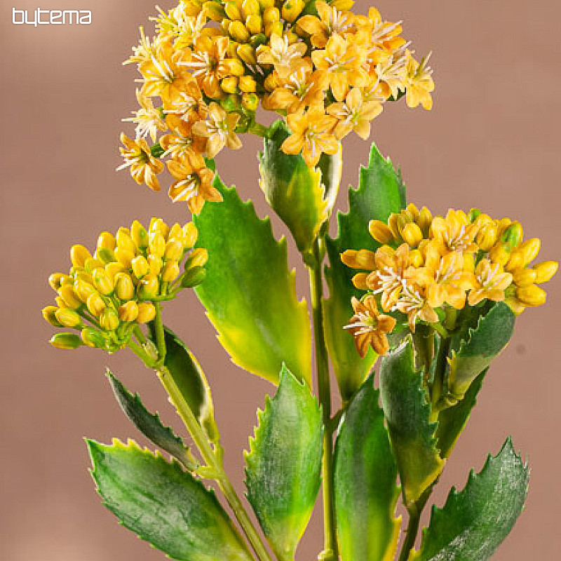 KALANCHOE ŽUTA