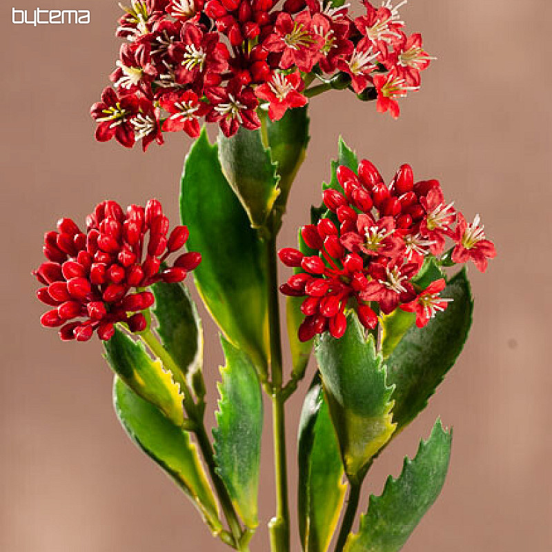 KALANCHOE CRVENA