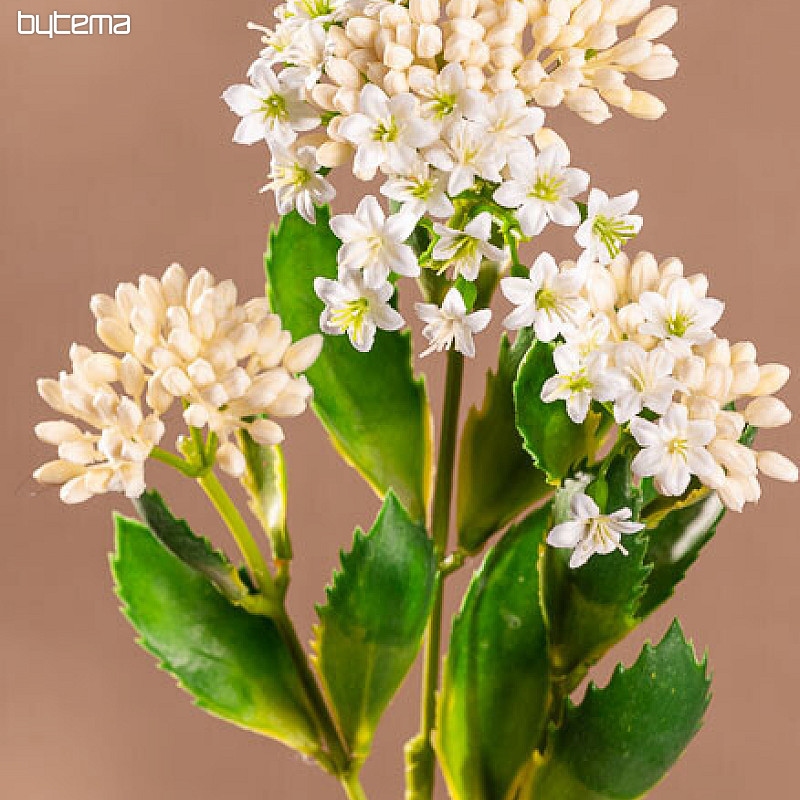 KALANCHOE BIJELA