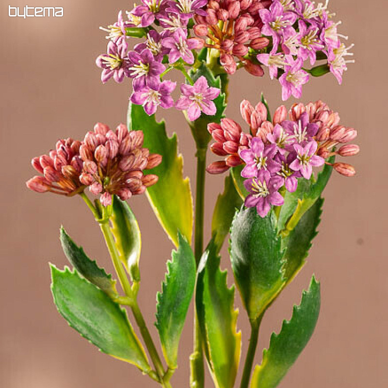 KALANCHOE LJUBIČASTA