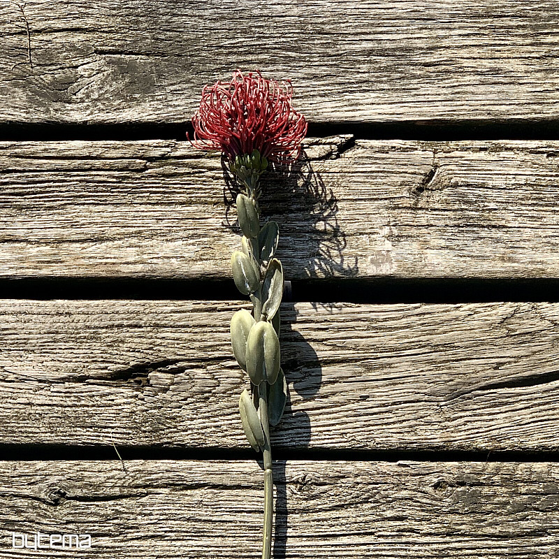 SUHA MALA PROTEA CRVENA