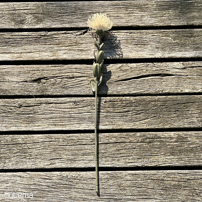 SUHI MALI BIJELI PROTEA