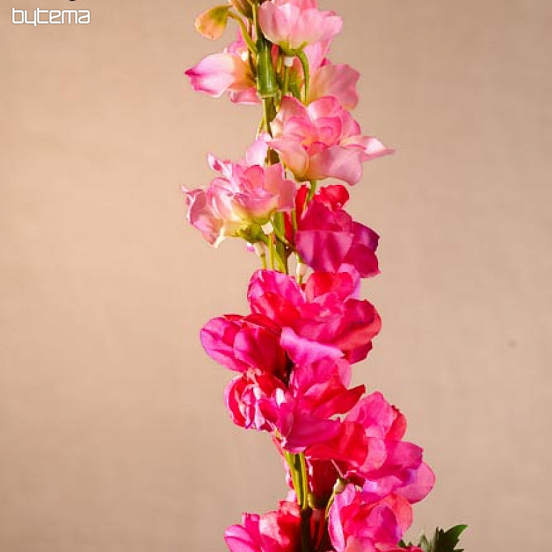 Delphinium bordo 79 cm