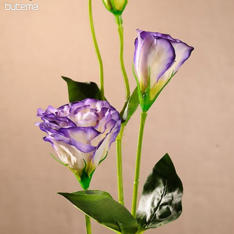 Lisianthus bijelo plavi 67 cm