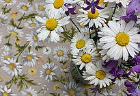 Proljetno cvijeće puno boja i mirisa