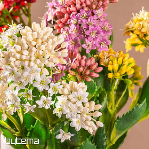 KALANCHOE BIJELA