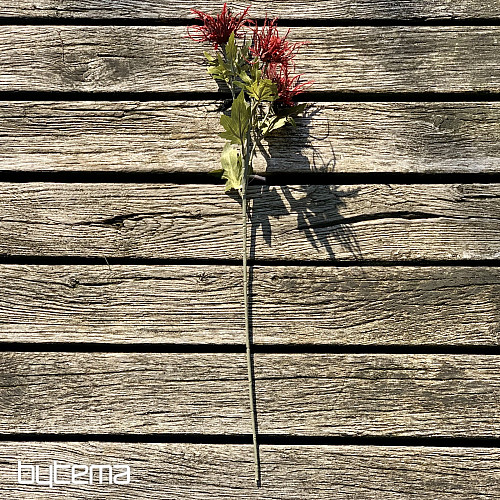 SUHA DIVLJA CRVENA MORSKA BOŽIKOVINA