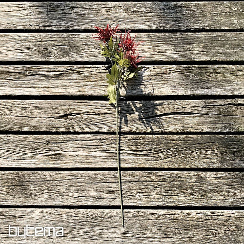 SUHA DIVLJA CRVENA MORSKA BOŽIKOVINA