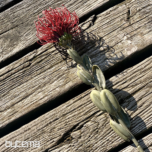 SUHA MALA PROTEA CRVENA