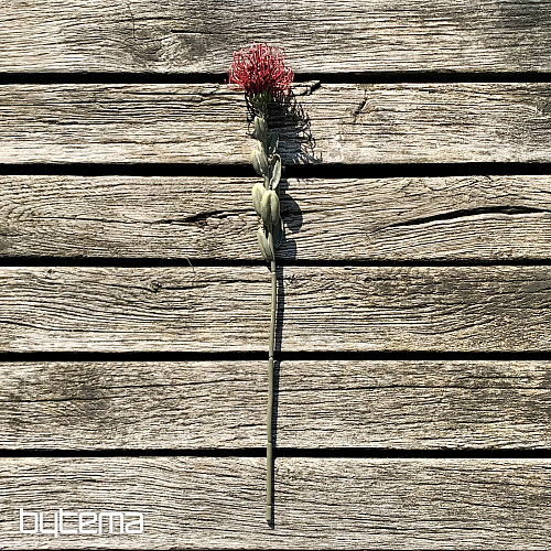 SUHA MALA PROTEA CRVENA