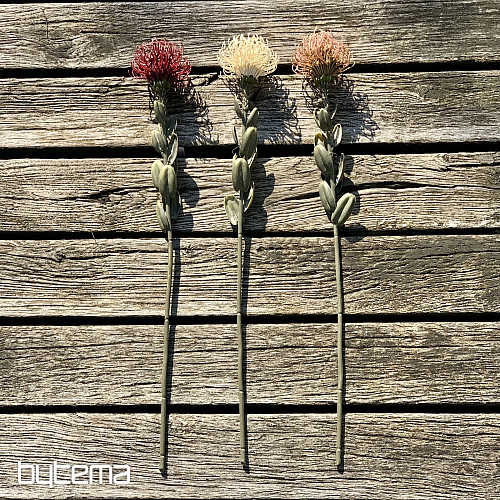 SUHI MALI BIJELI PROTEA