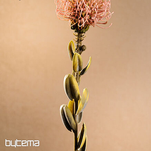 SUHI MALI PROTEA RUŽIČASTI