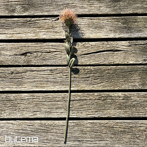 SUHI MALI PROTEA RUŽIČASTI