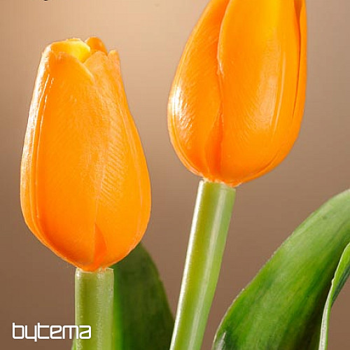 Tulipani mješavina boja