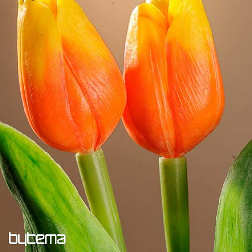 Tulipani mješavina boja