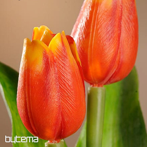 Tulipani mješavina boja