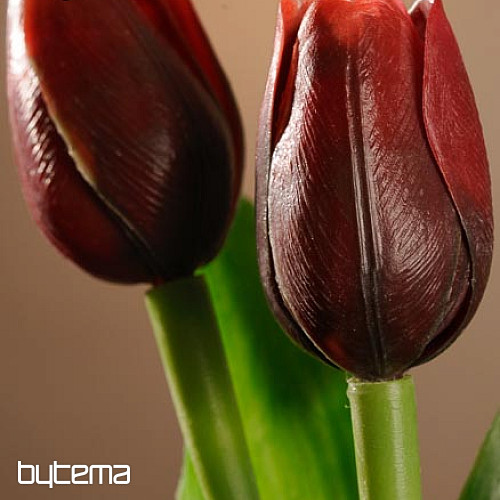 Tulipani mješavina boja