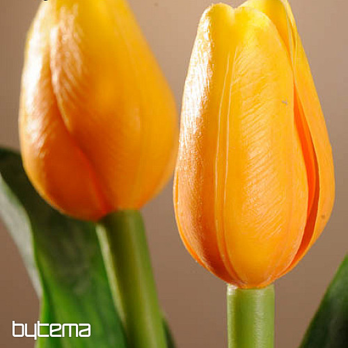 Tulipani mješavina boja